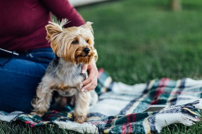 5 cosas que debes saber sobre la raza Yorkshire Terrier