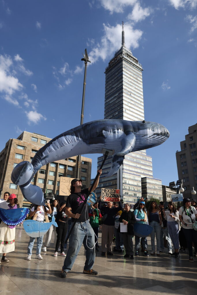 Más de 215 mil personas prefieren a las ballenas