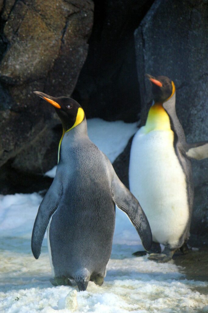 Día Mundial de Concienciación sobre los Pingüinos