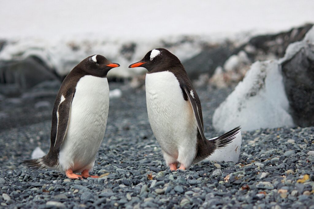 Día Mundial de Concienciación sobre los Pingüinos