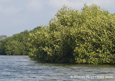 Gobierno mexicano respalda el Mangrove Breakthrough