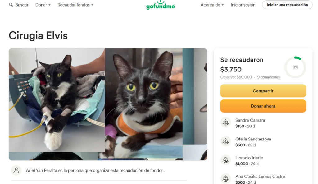 Elvis: el gatito que necesita ser salvado de un tumor