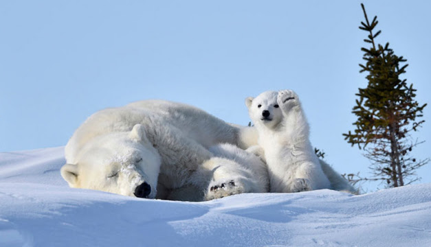 Día Internacional del Oso Polar: urge su conservación