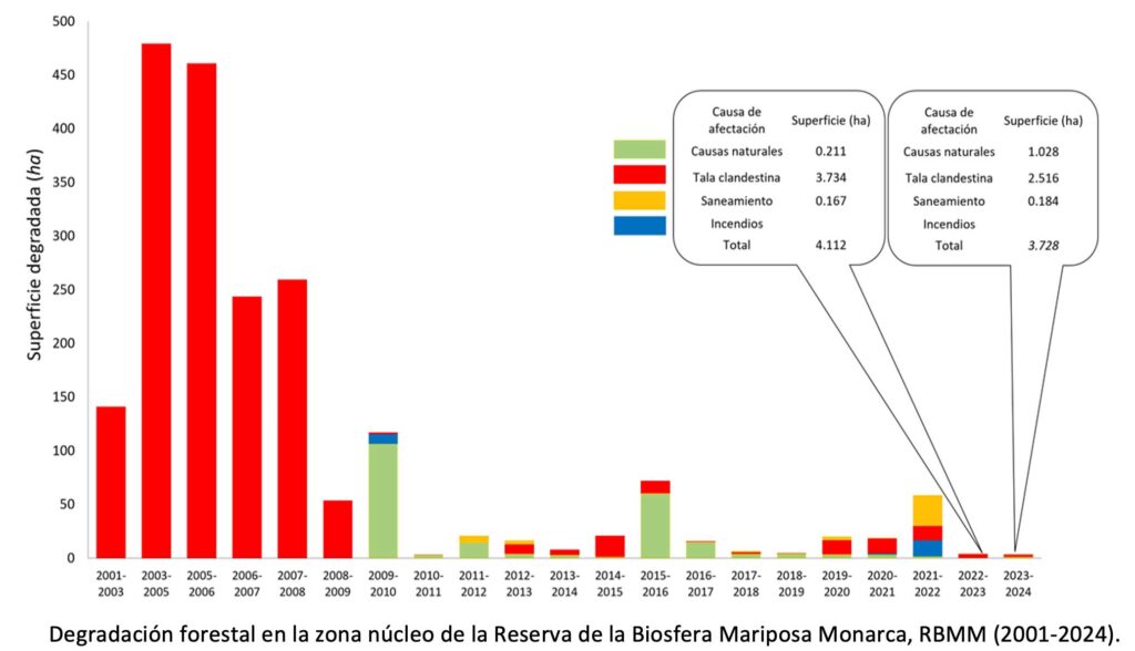 Se duplicó la presencia de mariposas Monarca 