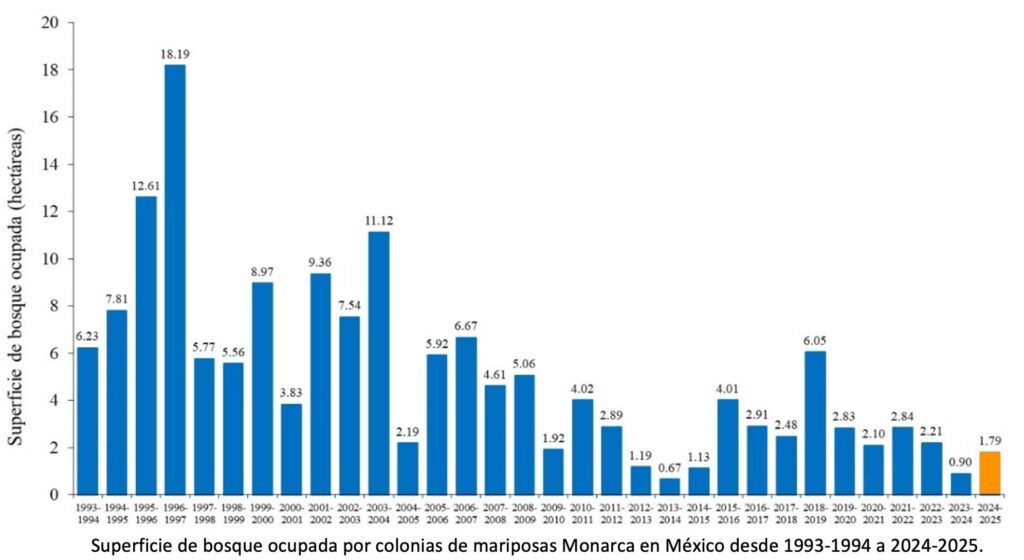 Se duplicó la presencia de mariposas Monarca 