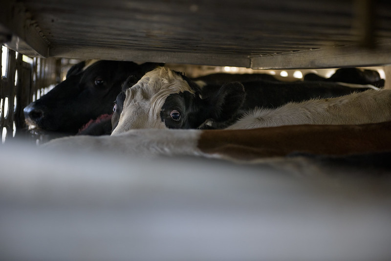 Miles de animales en peligro ante cierre de frontera
