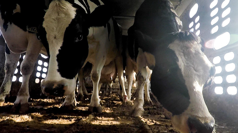 Miles de animales en peligro ante cierre de frontera