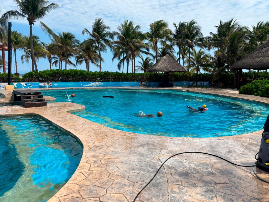 Profepa clausura definitivamente al Dolphinaris Barceló