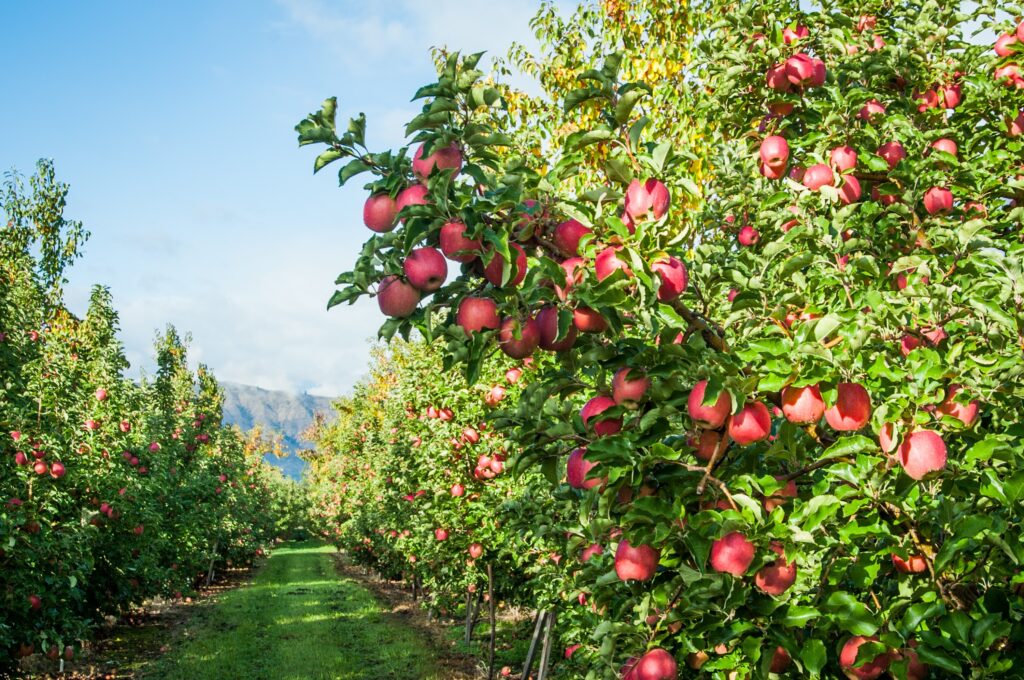 Del árbol a tu mesa: Donde nace una manzana