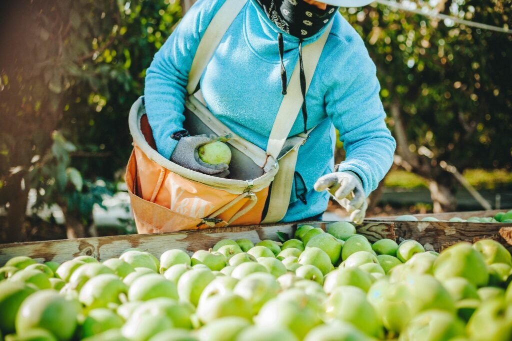 Del árbol a tu mesa: Donde nace una manzana