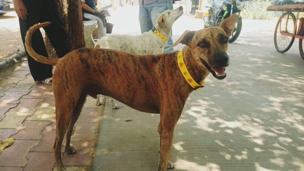 Cinco motivos para ser amigo de un perro sin raza