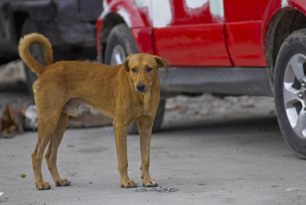 Cinco motivos para ser amigo de un perro sin raza