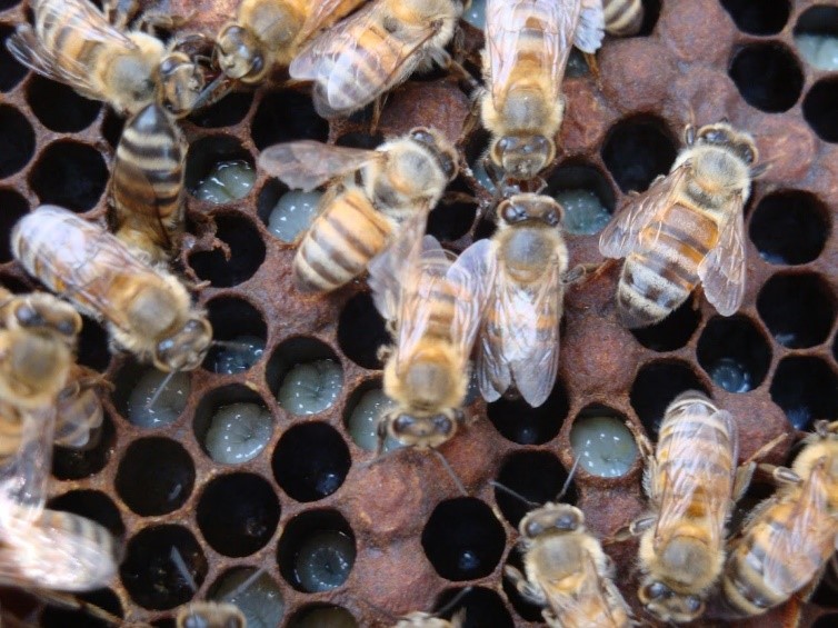 México refuerza acciones para proteger a las abejas