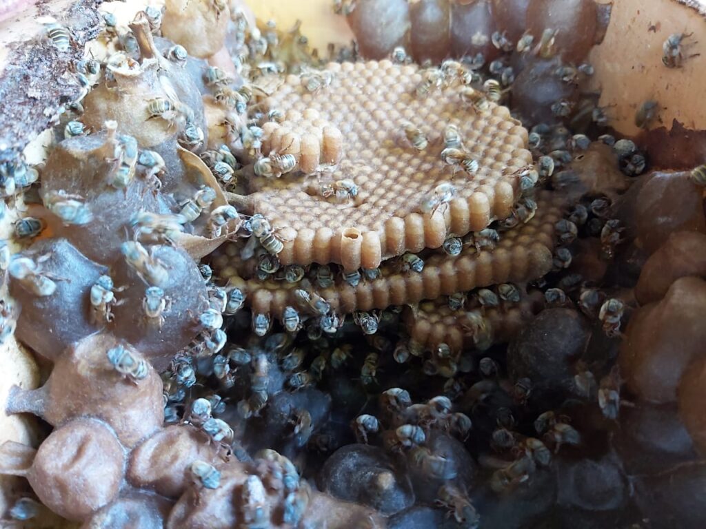 Implementa INIFAP cultivo de abejas nativas sin aguijón