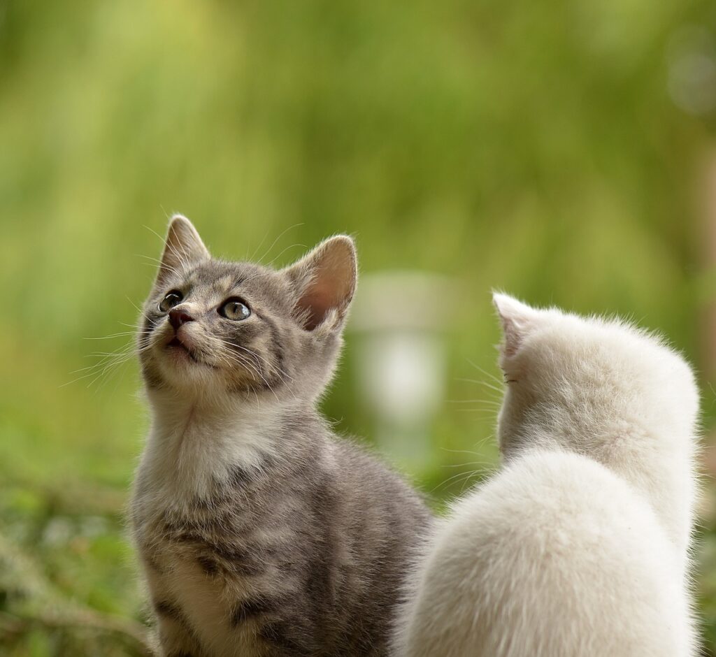 ¿Por qué tu gato necesita una dieta específica?