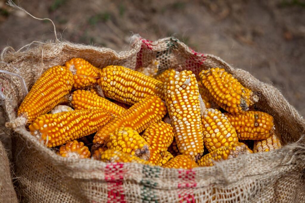 Rescata sector agropecuario economía nacional