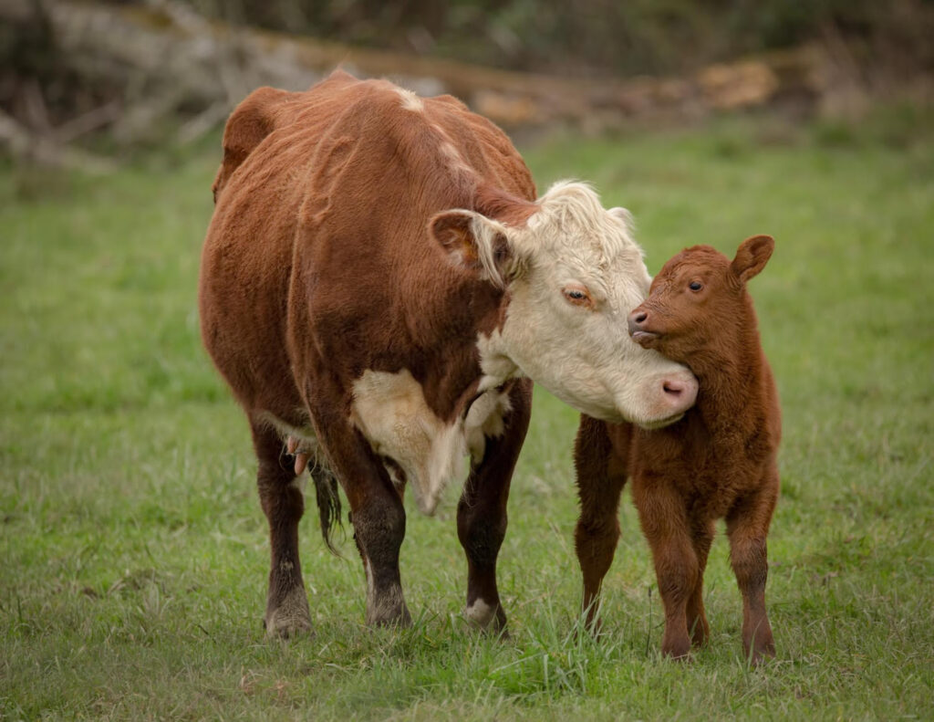Cuando la maternidad trasciende la especie
