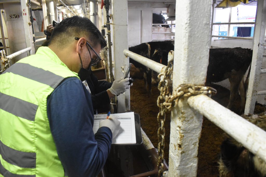 Certifican llegada de más de 8 mil reses vivas australianas