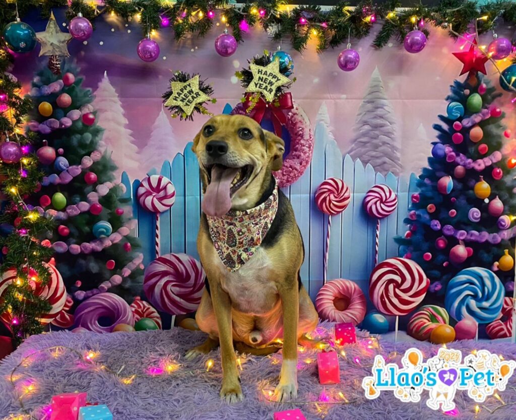 Llao’s Pet: Mucho más que una estética para perros