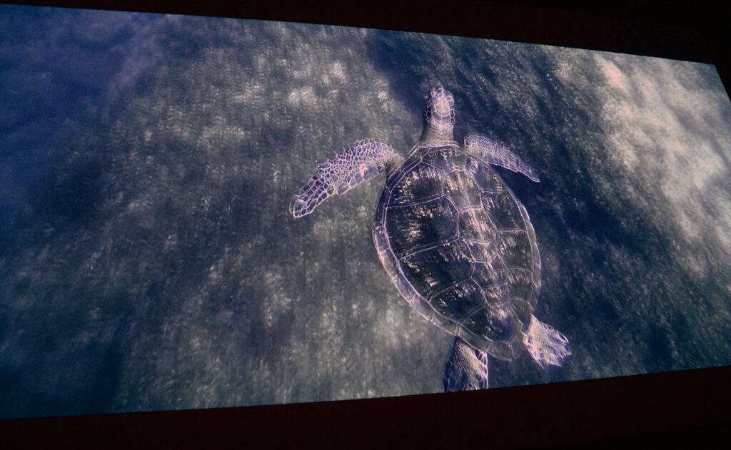 El llanto de las tortugas arranca gira comercial