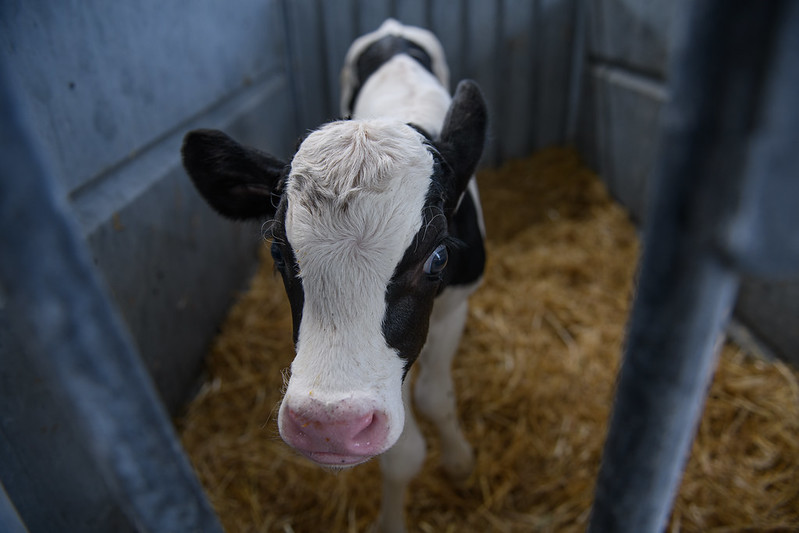 Inseminación constante y separación de crías