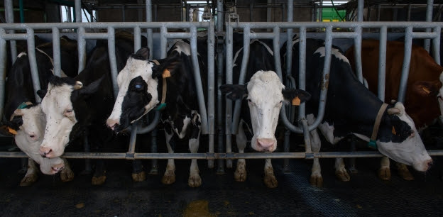 Exhiben en Metro CDMX crueldad de industria de la leche