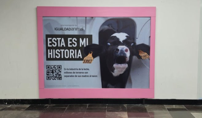 Exhiben en Metro CDMX crueldad de industria de la leche