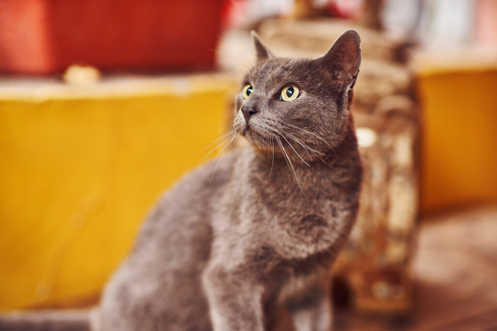 Estrés en animales: síntomas- causas y cómo reducirlo