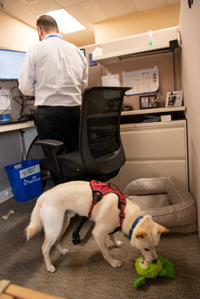 Lleva a tu perro al trabajo: algunos consejos