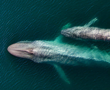 Trazando las 'superautopistas' para ballenas