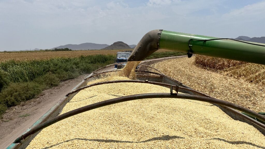 Respaldan Plan Nacional de Comercialización del Maíz