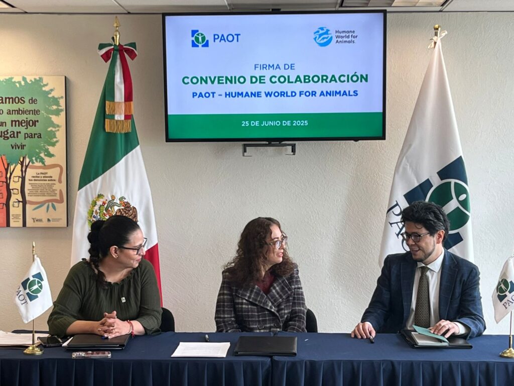 PAOT y HWA fortalecerán bienestar animal en CDMX