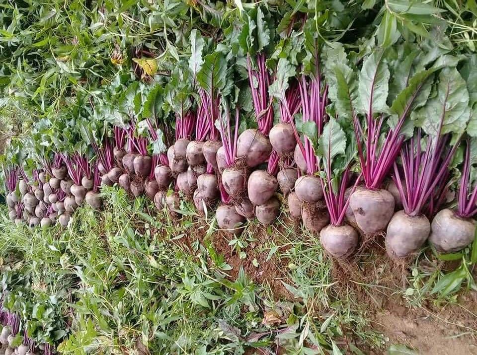 Reduce México valor de exportación agroalimentaria