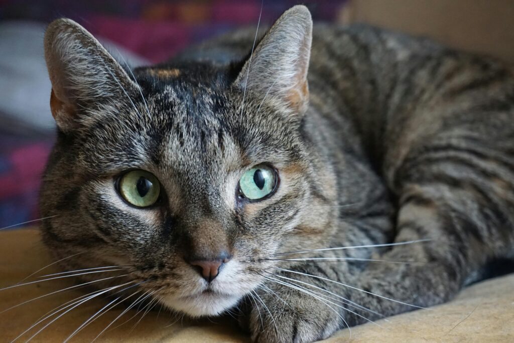 Tu gato está envejeciendo… Y te necesita más que nunca
