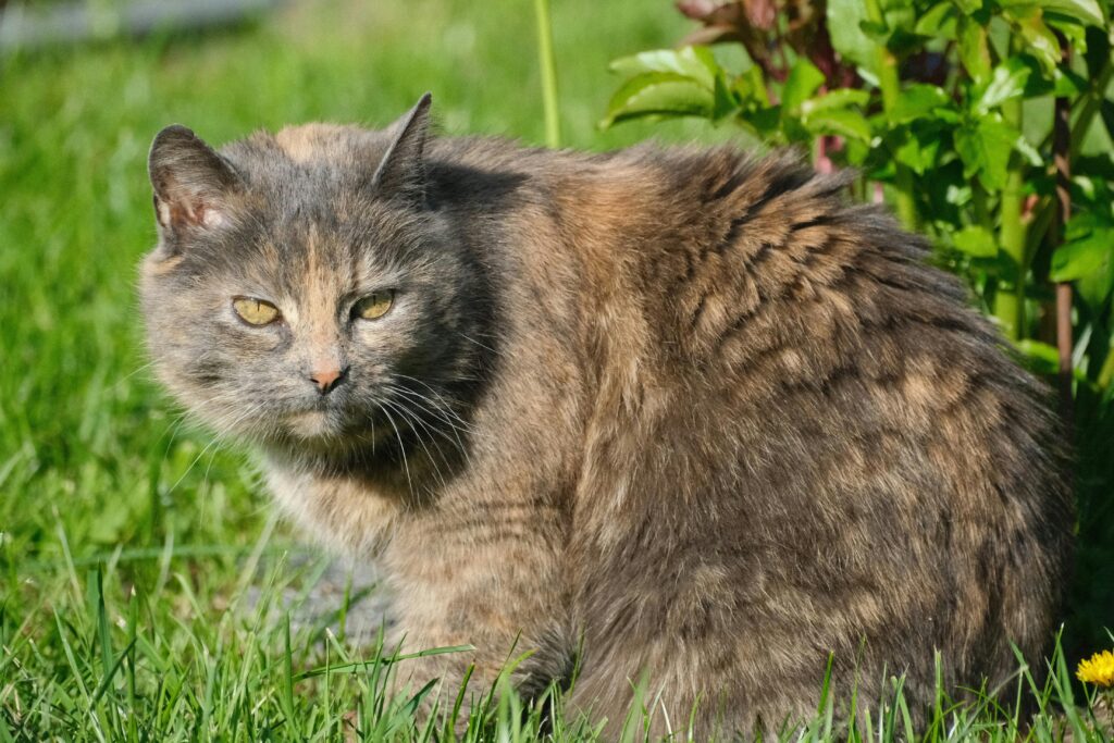 Tu gato está envejeciendo… Y te necesita más que nunca
