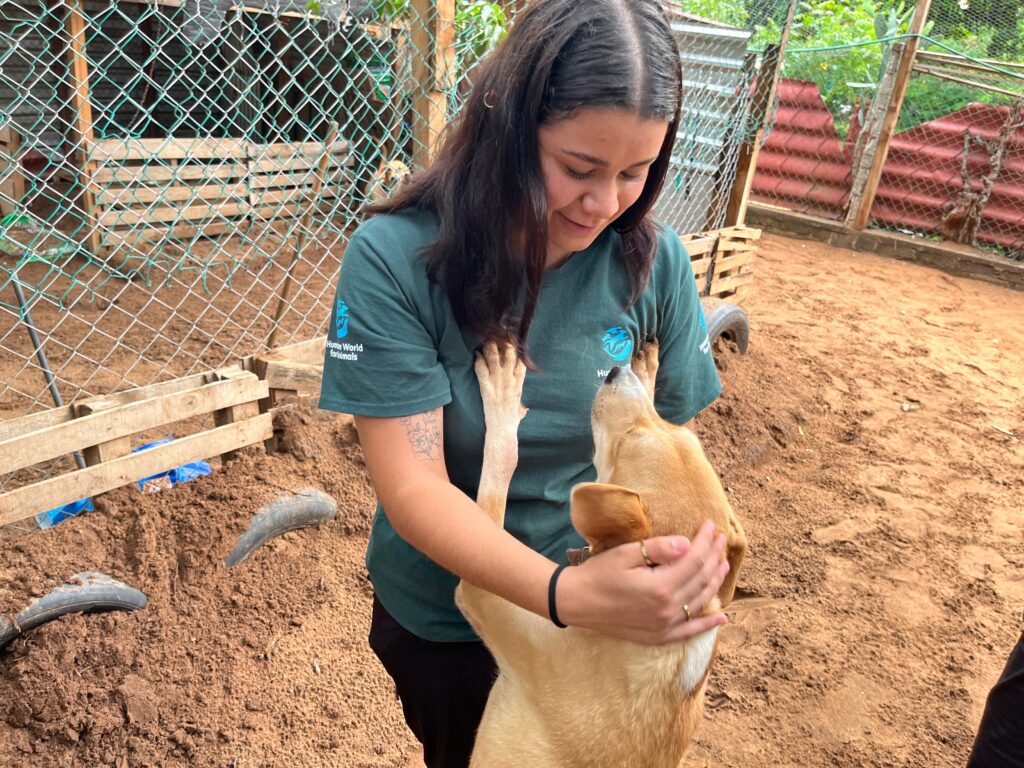 Ayudan a más de 1000 animales por huracán Erick