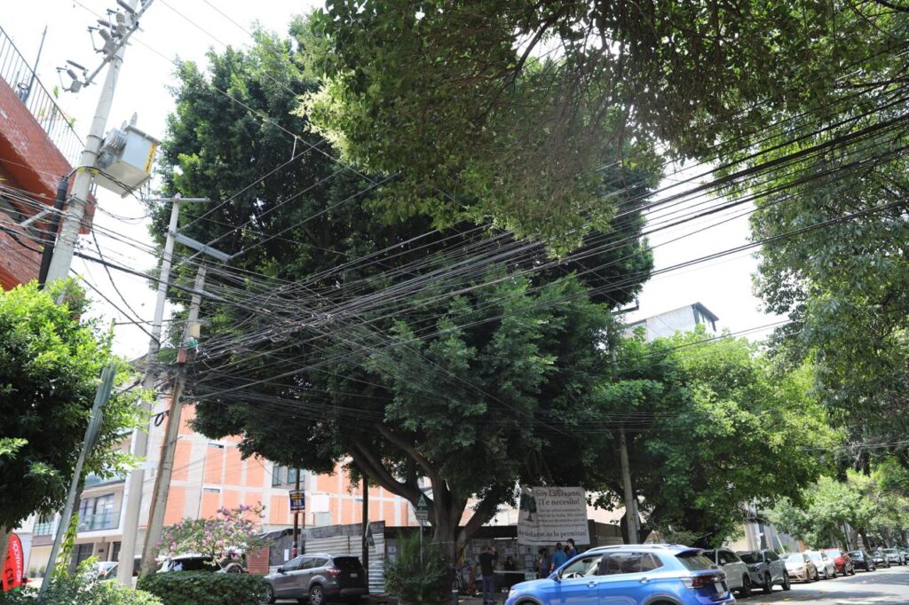 Declararán al árbol laureano patrimonio monumental