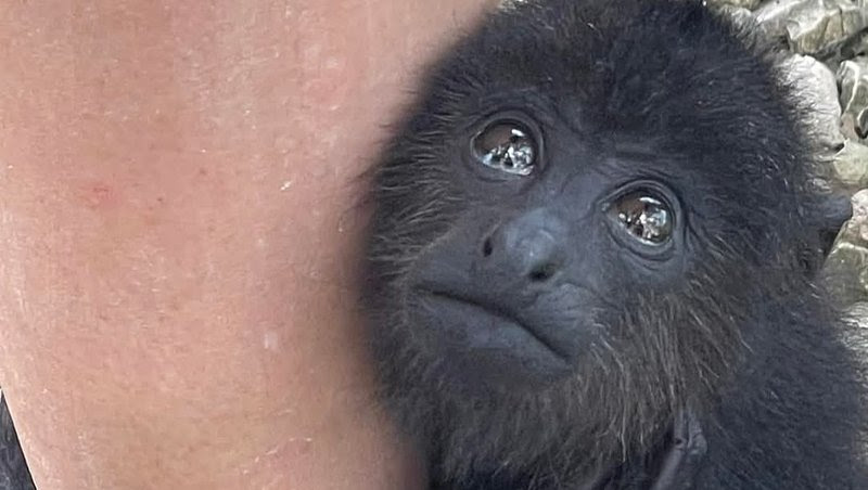 Santuario que requiere ayuda en la Selva Lacandona