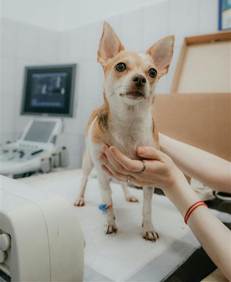 UVM Puebla inaugura Medicina Veterinaria y Zootecnia
