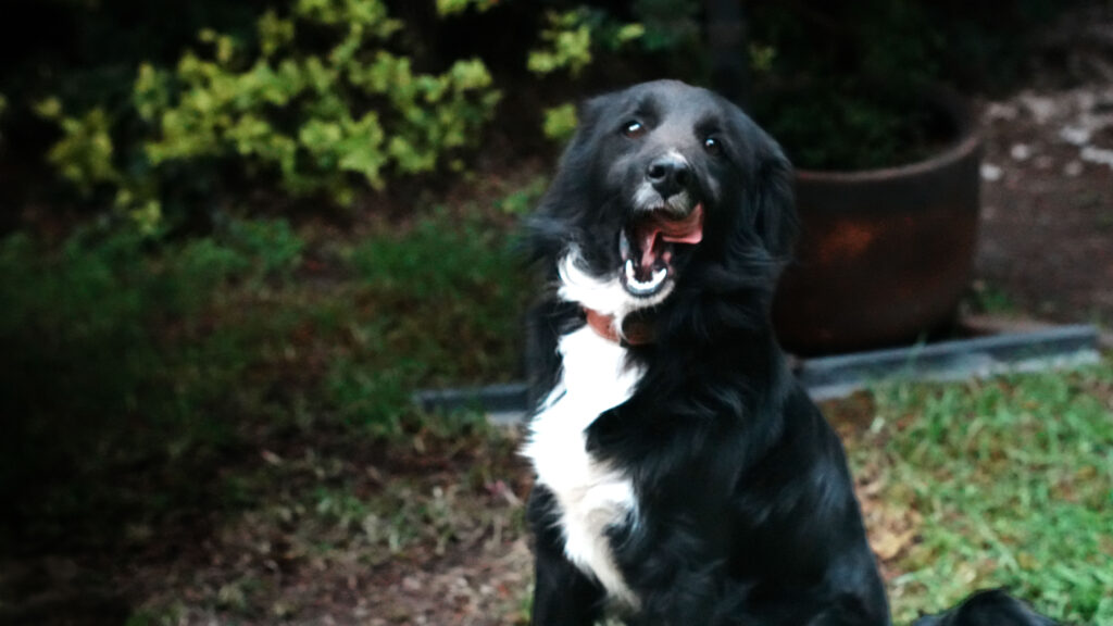 Día Mundial del Perro con adopción responsable