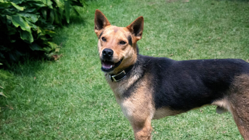 Día Mundial del Perro con adopción responsable
