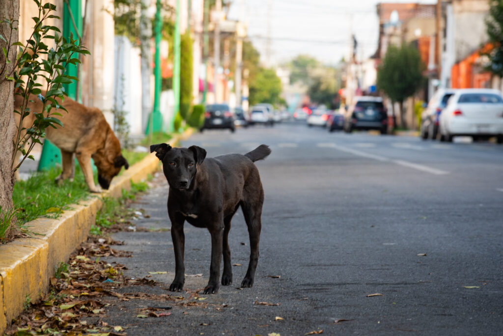 Impulsa Congreso mexiquense cuidado y bienestar animal