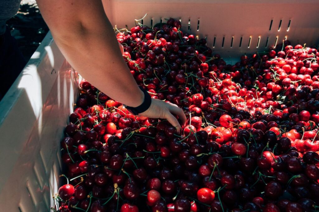 Rompe récord la Temporada de Cerezas del Noroeste