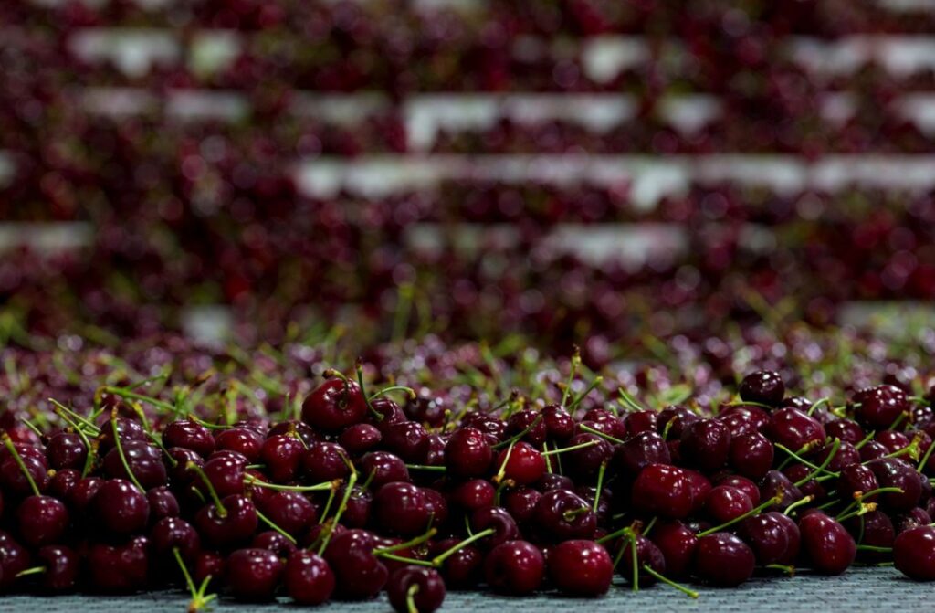 Rompe récord la Temporada de Cerezas del Noroeste