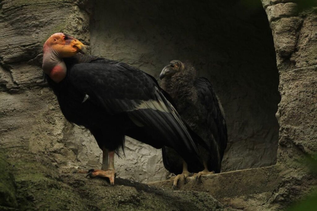 Crías de cóndor serán trasladadas a Baja California