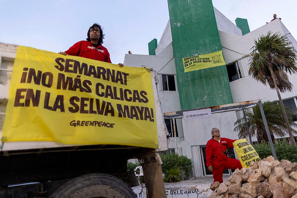 Greenpeace exige: ¡No más Calicas en la Selva Maya!