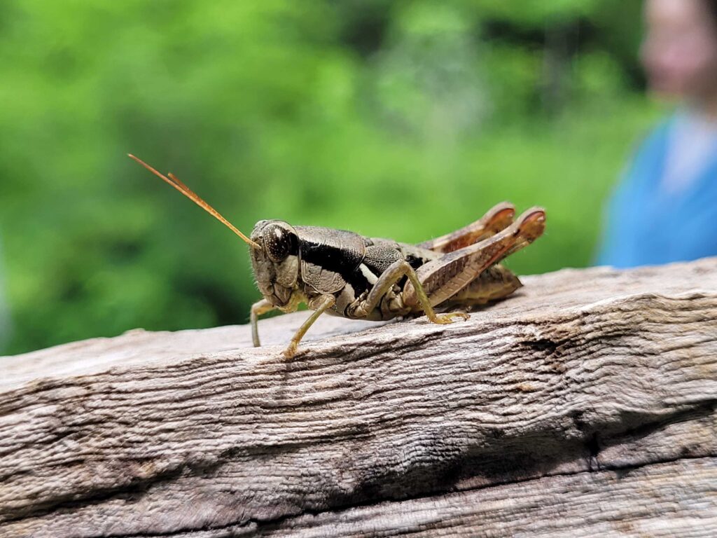 Registran más de 7000 especies de insectos en las selvas