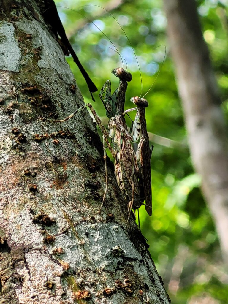 Registran más de 7000 especies de insectos en las selvas