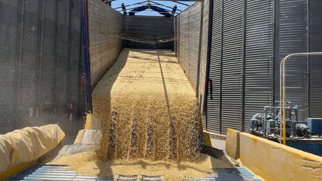 Importaciones ponen en jaque al maíz mexicano