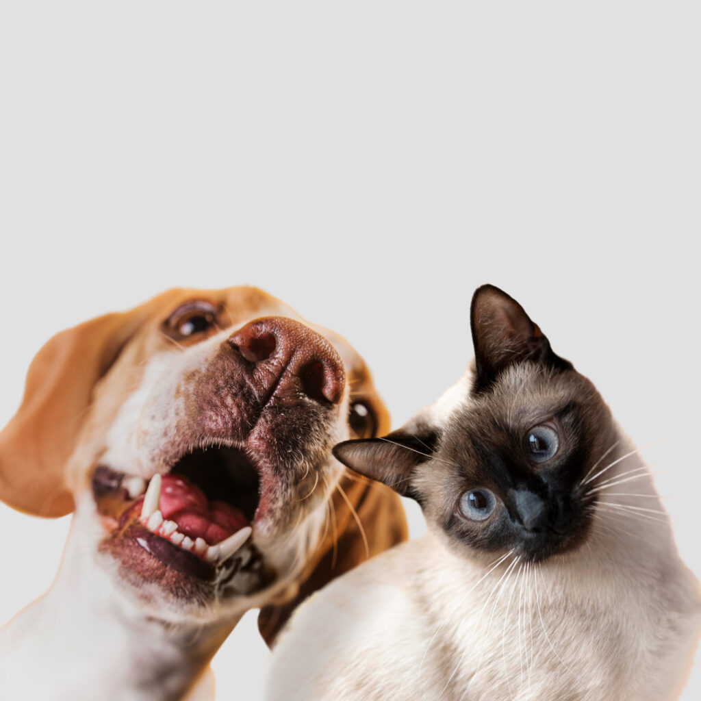 Alergias alimentarias en animales de compañía